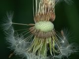 Taraxacum officinale