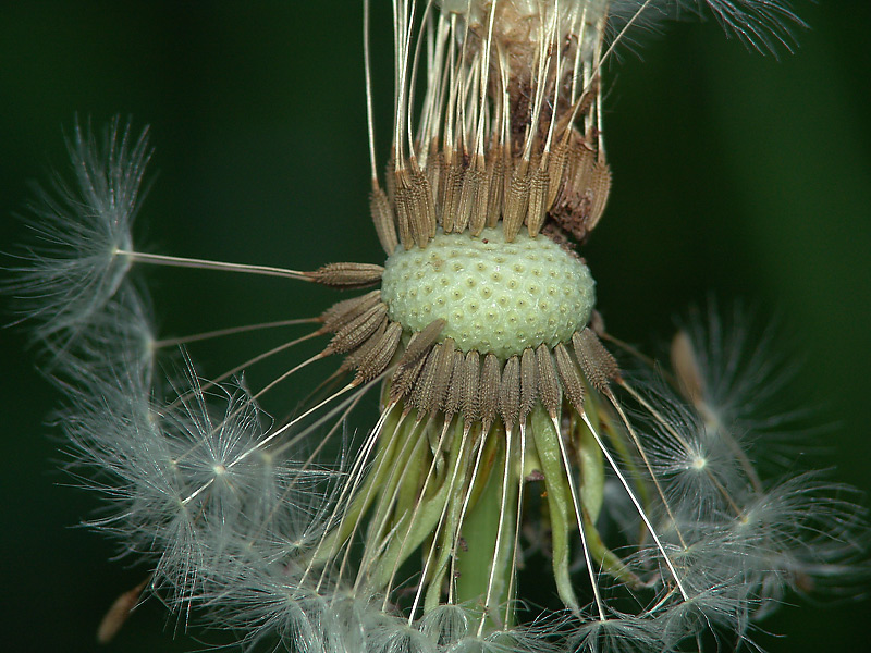 Изображение особи Taraxacum officinale.