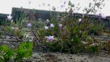 Campanula armena