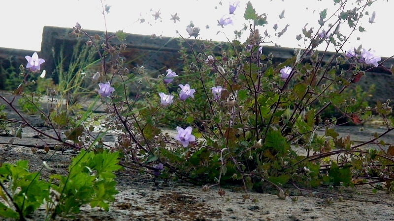 Изображение особи Campanula armena.