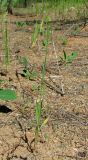 Phleum pratense