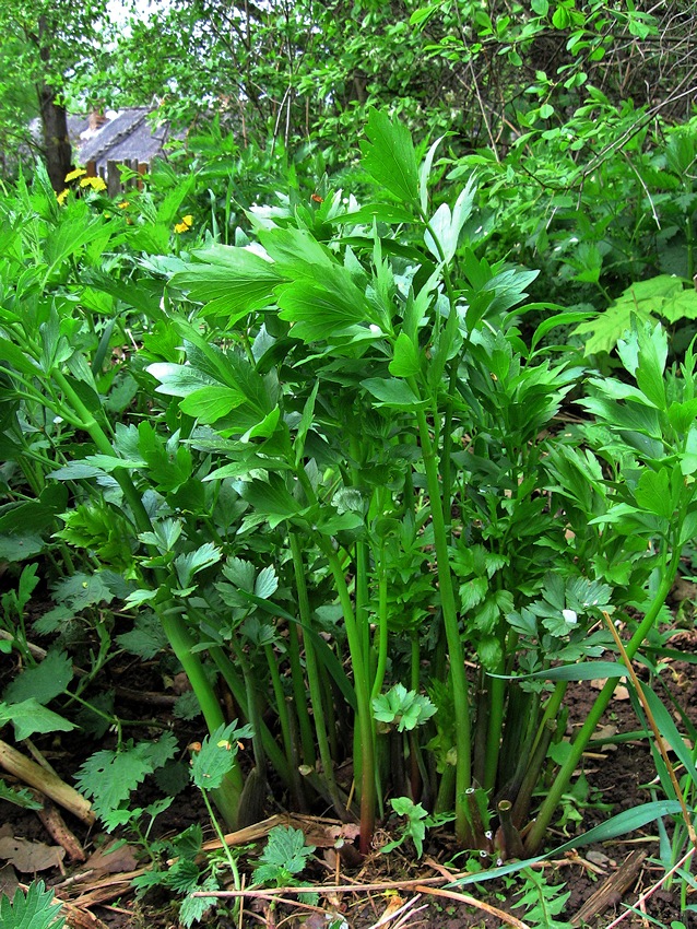 Image of Levisticum officinale specimen.