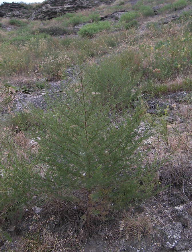 Image of Artemisia scoparia specimen.