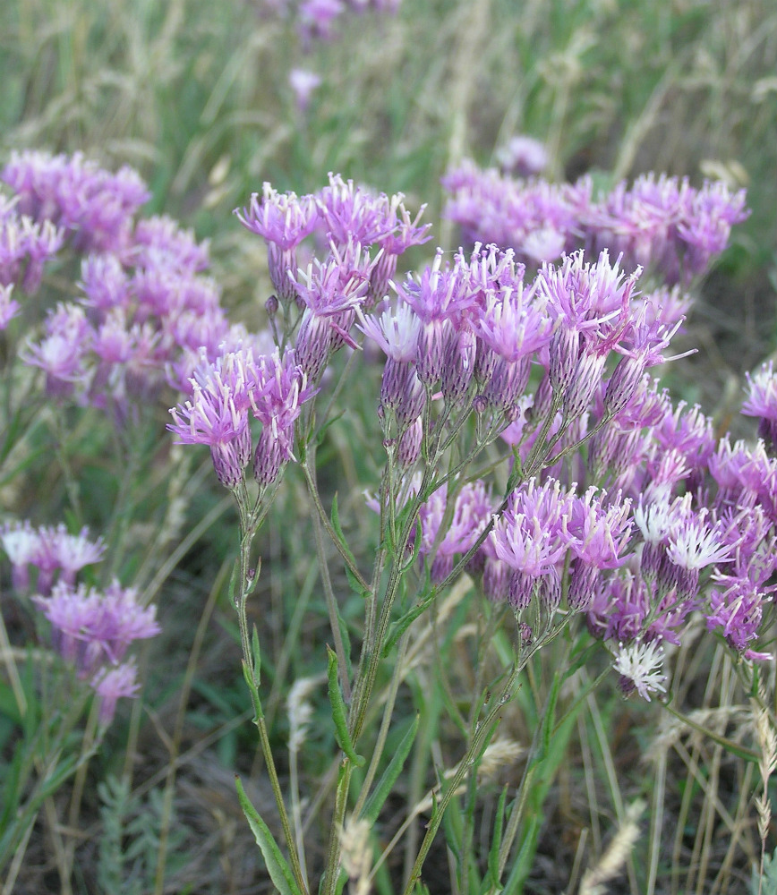 Image of Jurinea multiflora specimen.