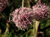 Apiaceae