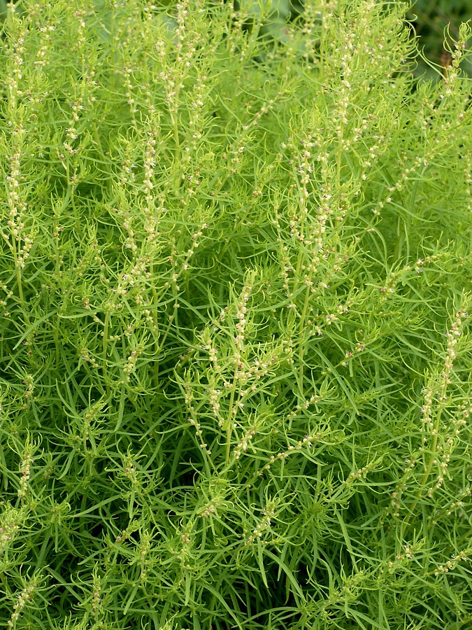 Image of Bassia scoparia f. trichophylla specimen.