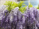 Wisteria sinensis. Соцветия и листва. Черноморское побережье Кавказа, г. Новороссийск, в культуре. 4 мая 2009 г.