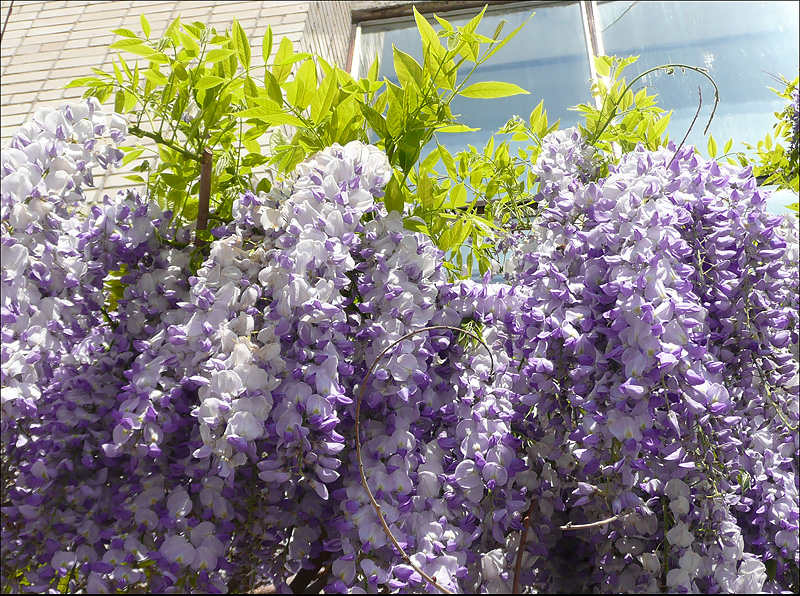 Изображение особи Wisteria sinensis.