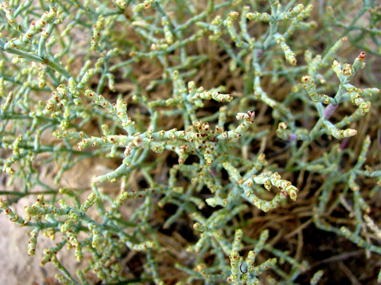 Image of Anabasis salsa specimen.
