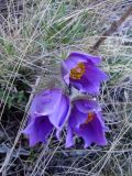 Pulsatilla multifida