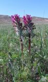 Pedicularis dasystachys. Цветущие растения. Казахстан, Карагандинская обл., Жанааркинский р-н, горы Актау, разнотравный сырой луг по днищу временного водотока. 16 мая 2010 г.