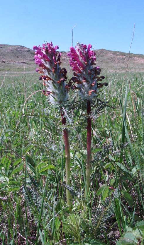 Image of Pedicularis dasystachys specimen.