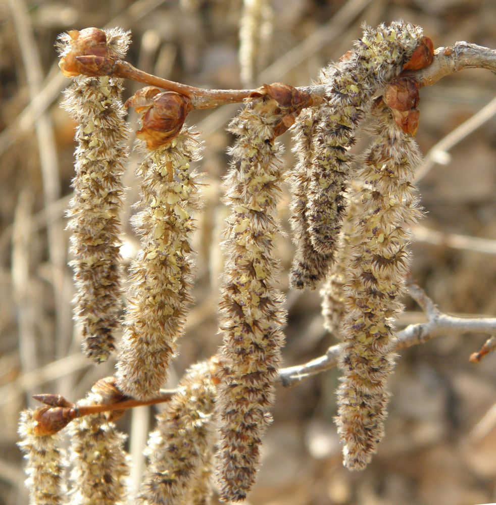 Image of Populus davidiana specimen.