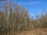 Sambucus racemosa