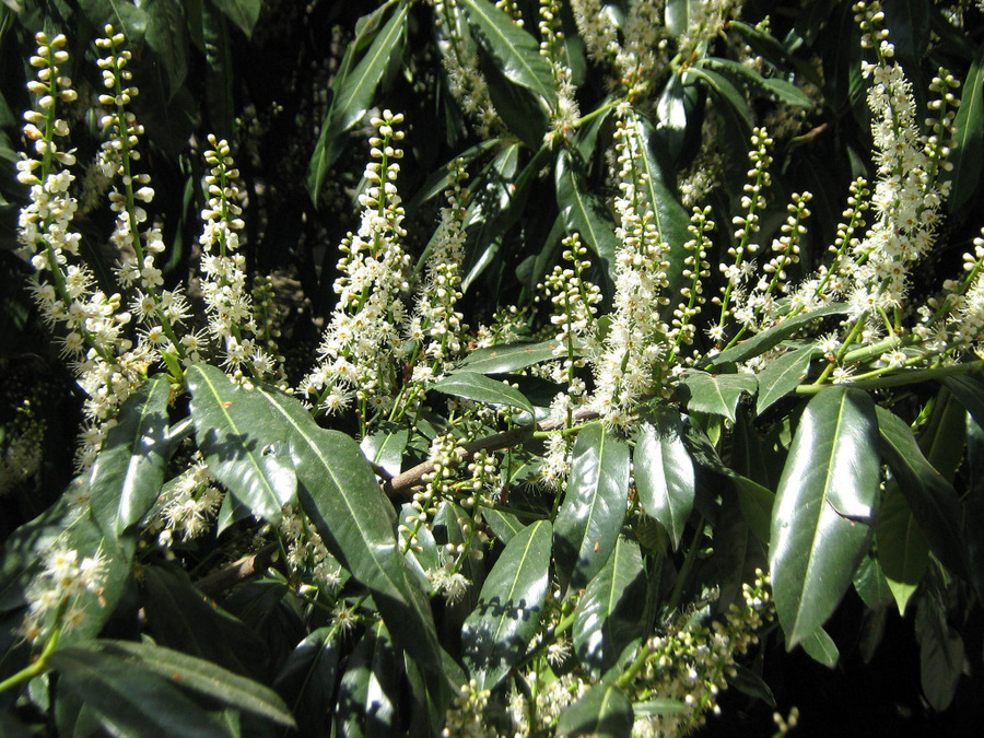 Image of Lauro-cerasus officinalis specimen.