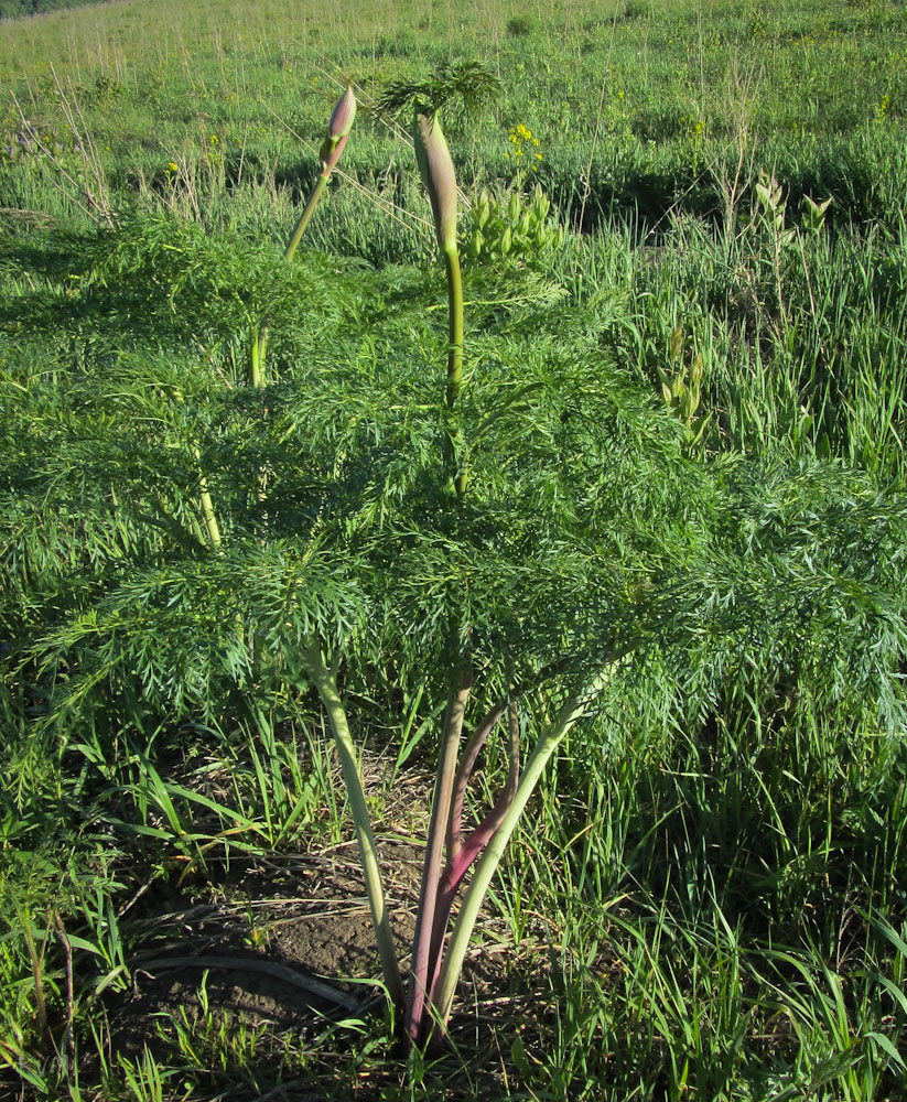 Image of Ferula songarica specimen.