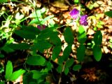 Lathyrus humilis. Цветущее растение. Республика Саха (Якутия), Томпонский р-н, с. Кескил. 11.06.2012.