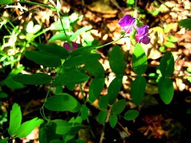 Image of Lathyrus humilis specimen.