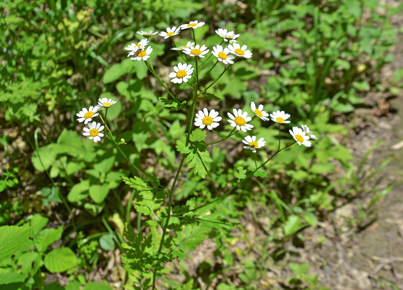 Изображение особи Pyrethrum parthenifolium.