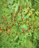 Hypericum perforatum