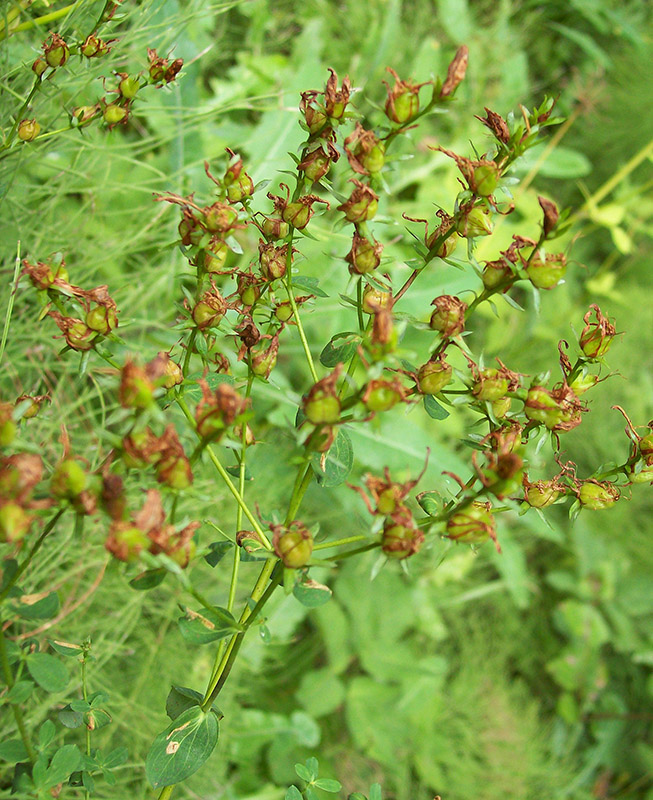 Изображение особи Hypericum perforatum.