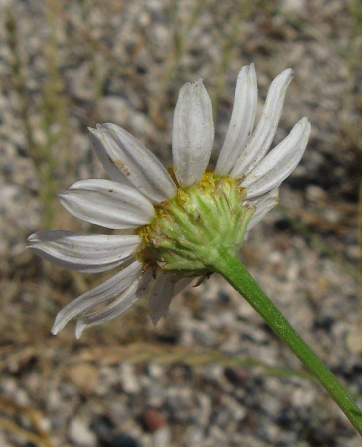 Изображение особи Tripleurospermum inodorum.