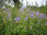 Geranium pratense