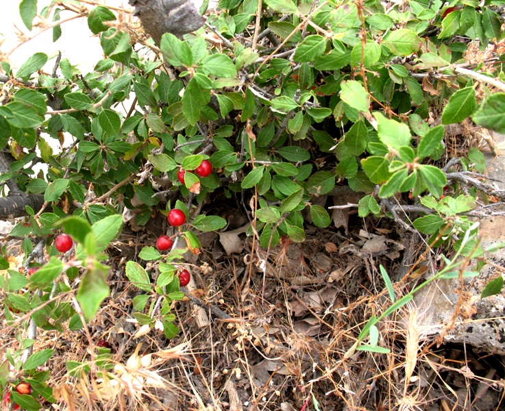 Изображение особи Cerasus erythrocarpa.