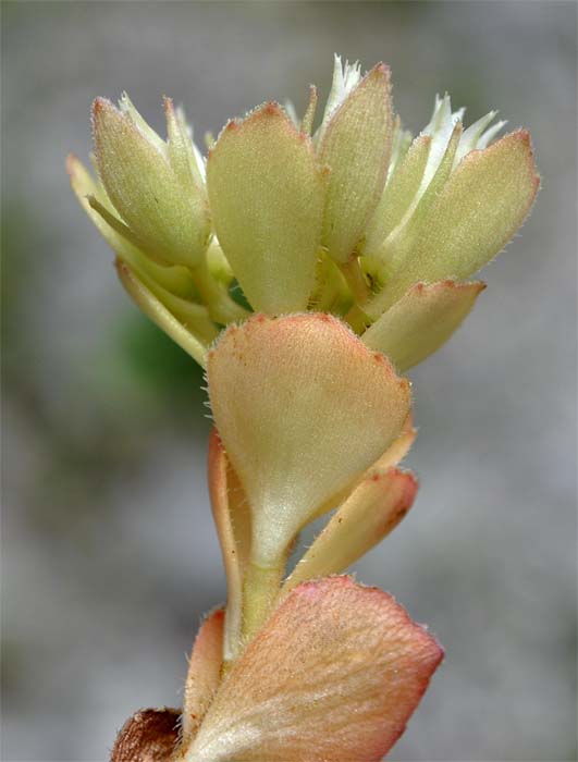 Изображение особи Sedum involucratum.