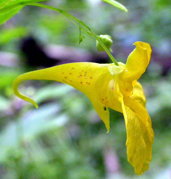 Image of Impatiens noli-tangere specimen.