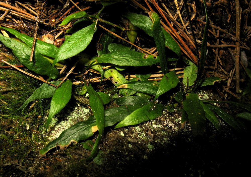 Image of Camptosorus sibiricus specimen.