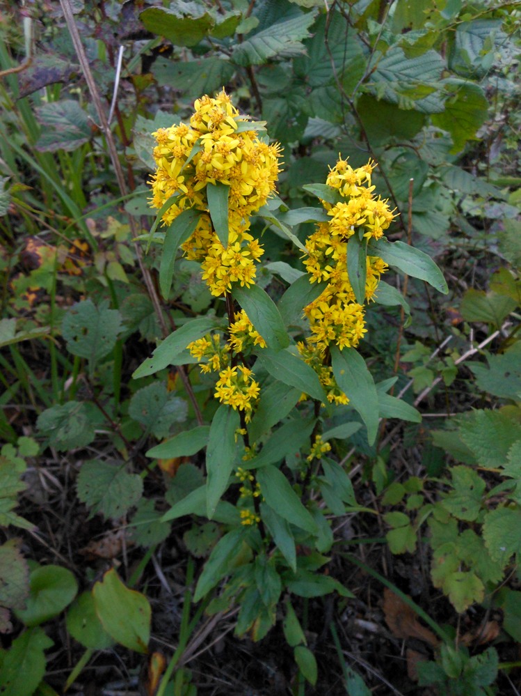 Image of Solidago pacifica specimen.