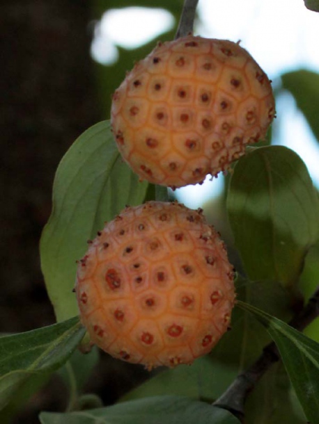 Image of Cynoxylon capitatum specimen.