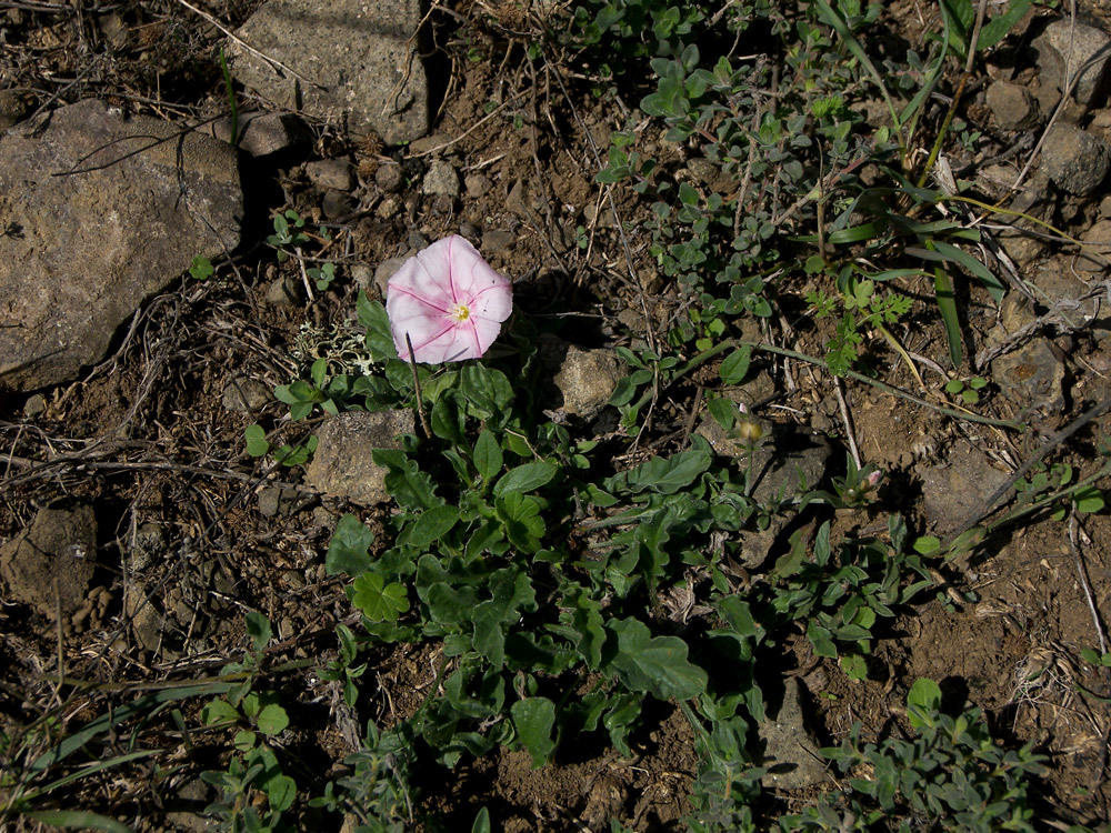 Image of Convolvulus lineatus specimen.