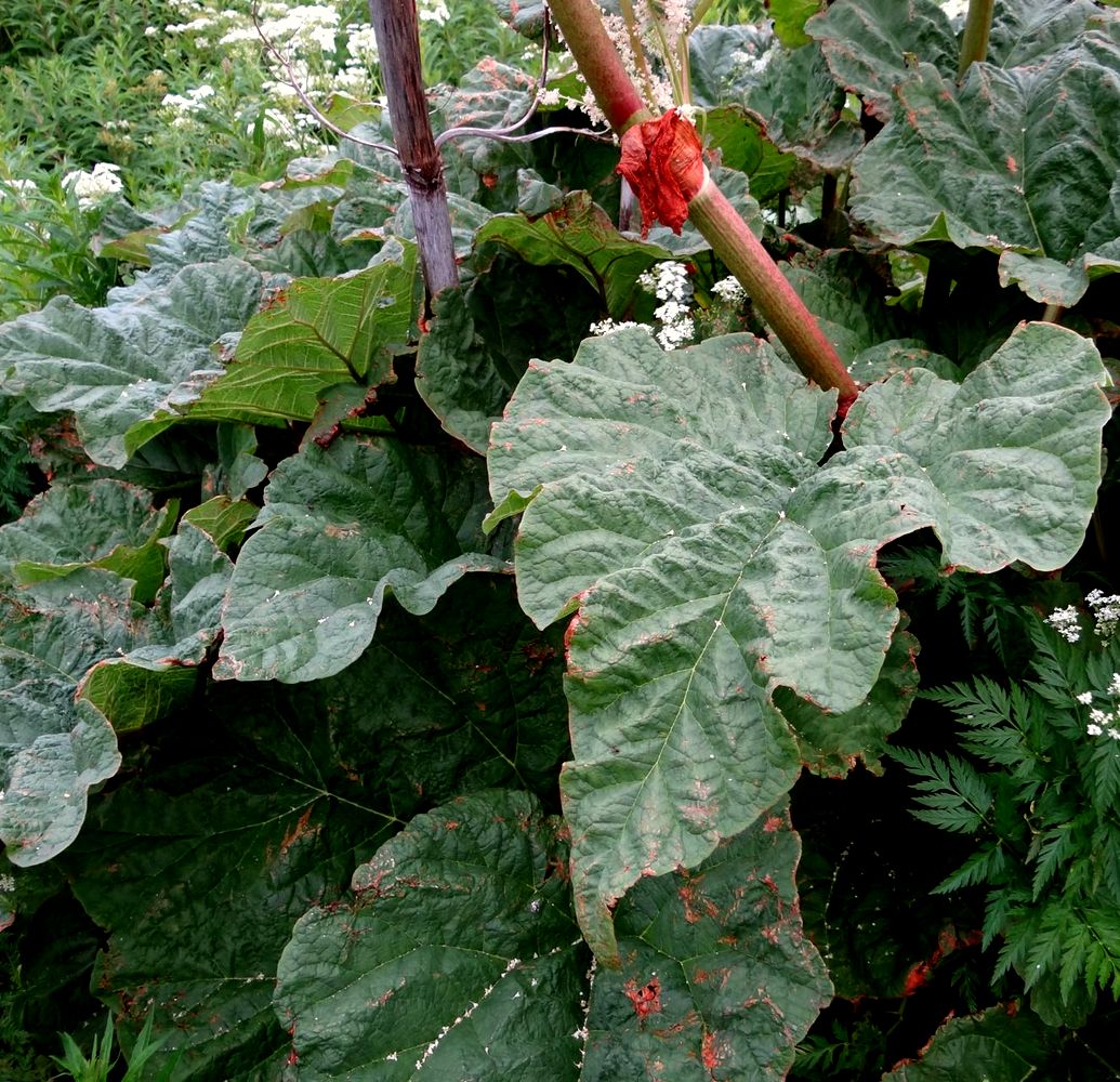 Image of Rheum rhabarbarum specimen.