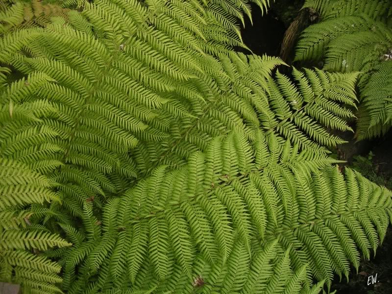 Image of Dicksonia squarrosa specimen.