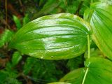 Streptopus amplexifolius