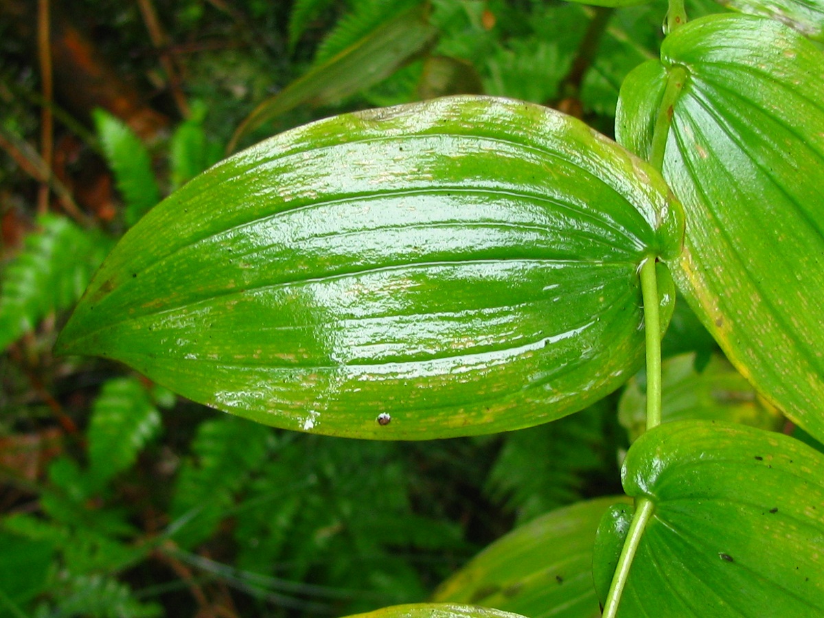 Изображение особи Streptopus amplexifolius.