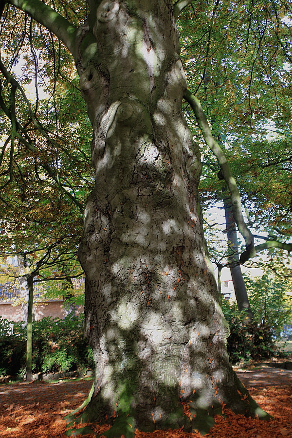 Image of Fagus sylvatica specimen.