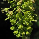 Image of taxon representative. Author is Андрей Ковальчук
