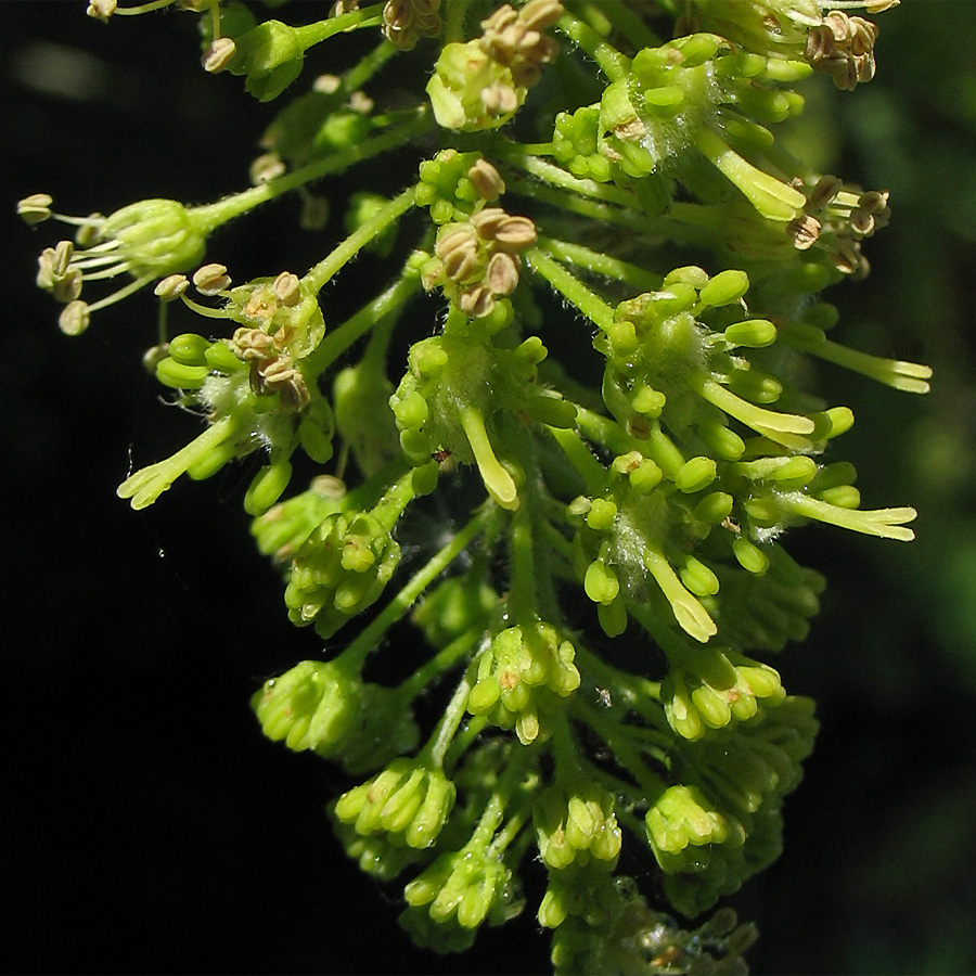 Image of Acer pseudoplatanus specimen.