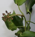 Hedera colchica