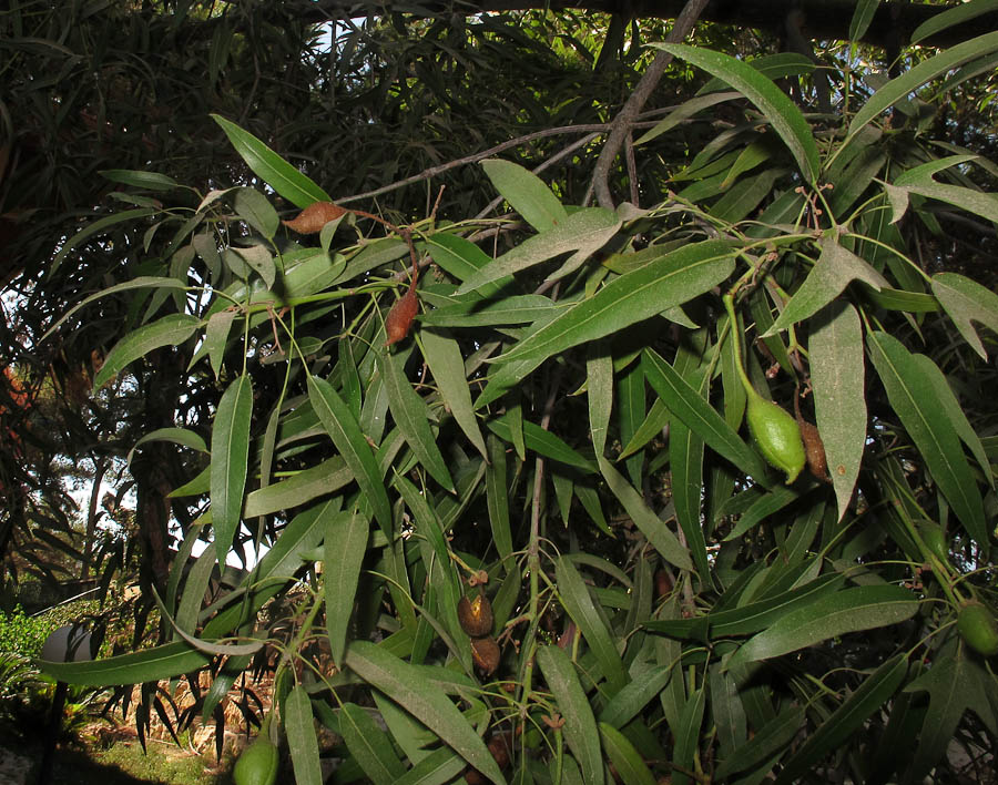 Изображение особи Brachychiton rupestris.