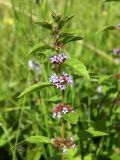 Mentha arvensis. Верхушка цветущего растения. Смоленская обл., Смоленский р-н, окр. Каспли. 25.07.2012.