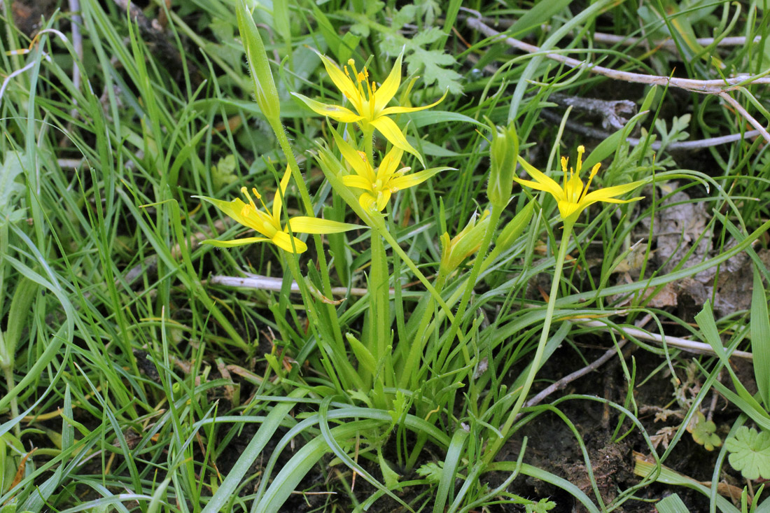 Изображение особи Gagea graminifolia.