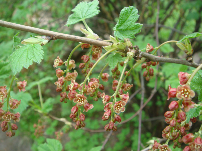 Изображение особи род Ribes.