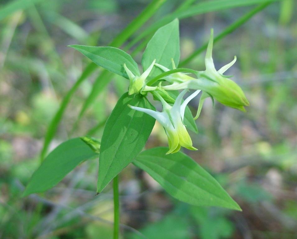 Image of Halenia corniculata specimen.