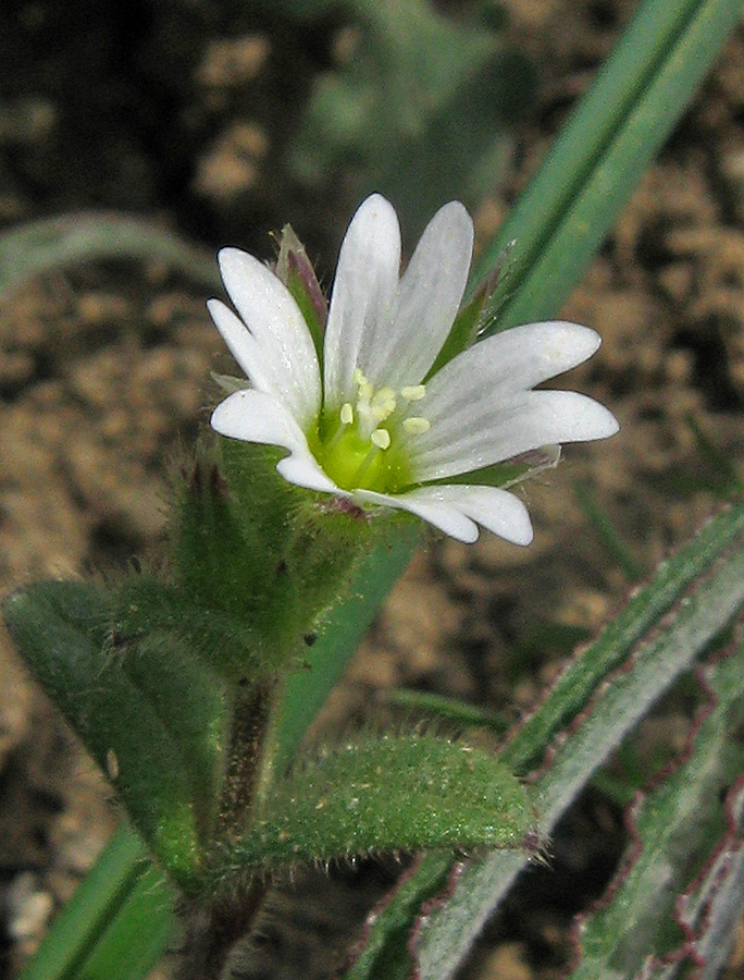 Image of Cerastium crassiusculum specimen.
