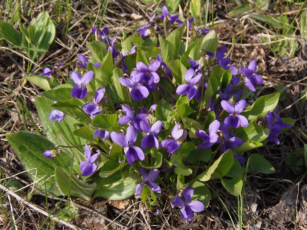 Изображение особи Viola ambigua.