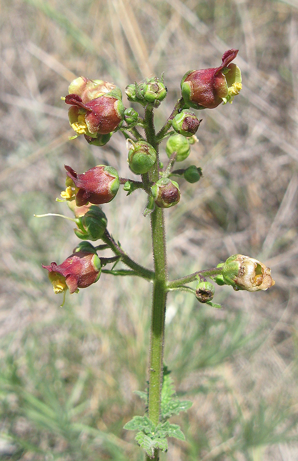 Изображение особи Scrophularia scopolii.